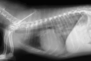 肺水腫を引き起こした犬のレントゲン画像