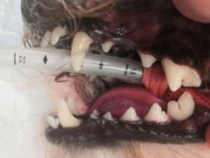 【犬と猫の歯石除去】劇的!!歯石びっちりの歯を綺麗にする方法