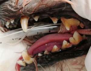 【犬と猫の歯石除去】劇的!!歯石びっちりの歯を綺麗にする方法