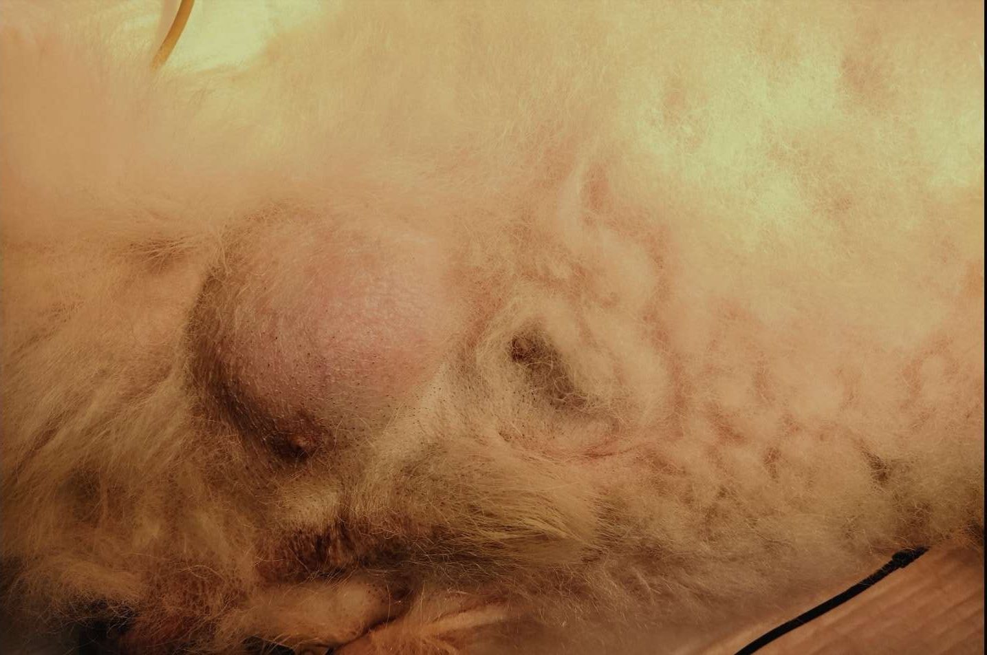 【猫の肥満細胞腫】高齢猫で皮膚腫瘍ができたら肥満細胞腫かも？治療・余命について獣医師が解説